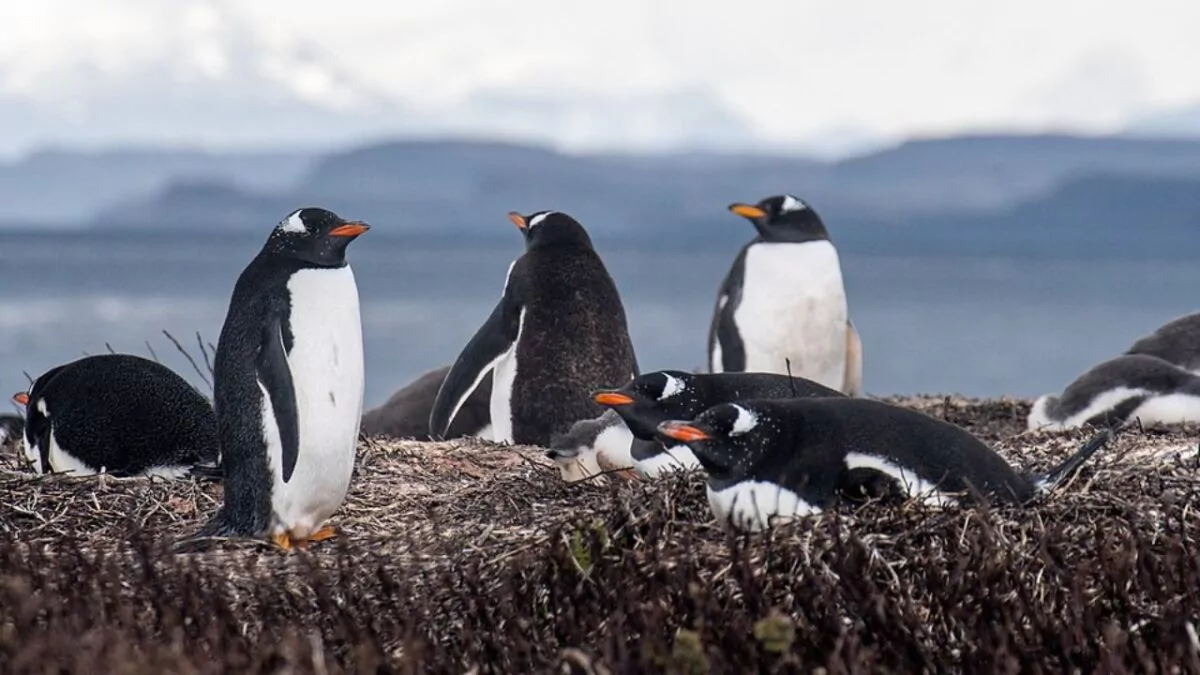 Científicos alertan sobre riesgos ambientales para los pingüinos Papúa.webp